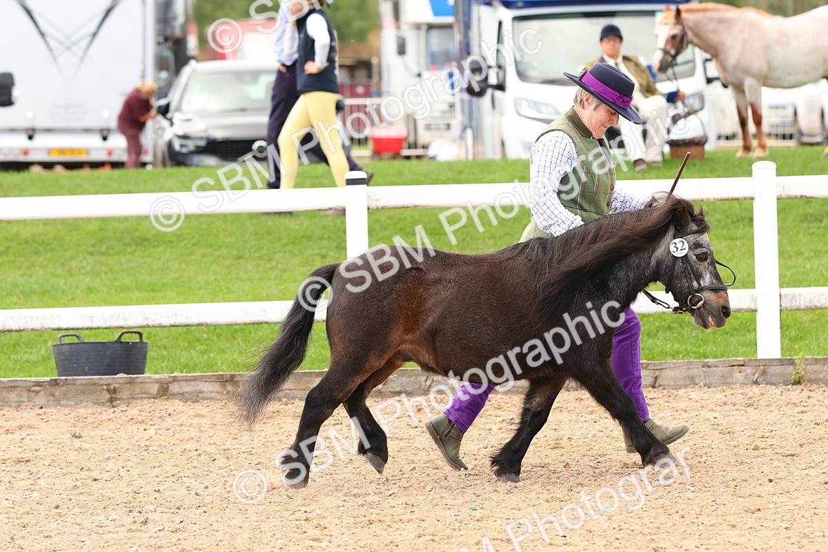 SBM_10300 - Class 206 - IH Non Show Type Pony