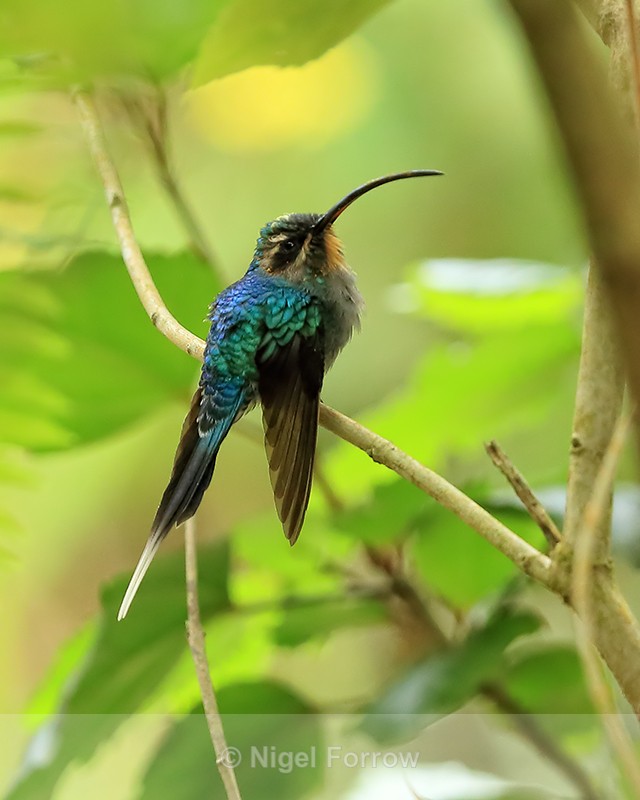 Green Hermit (female) resting, Costa Rica - Green Hermit