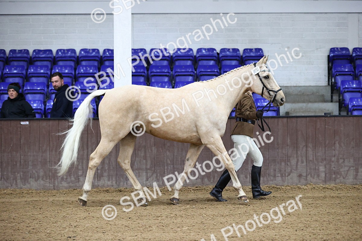 SBM_5186 - Class 39 - In Hand Gelding
