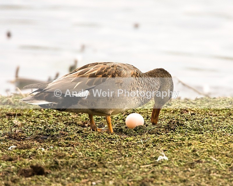 20080518-WE 014 - Woolston Eyes Nature Reserve