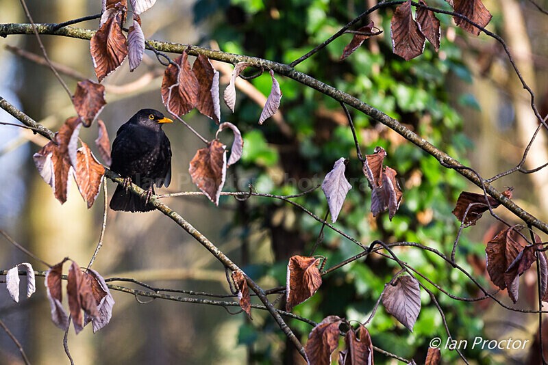 Blackbird, Brown Leaves and Ivy - Nature