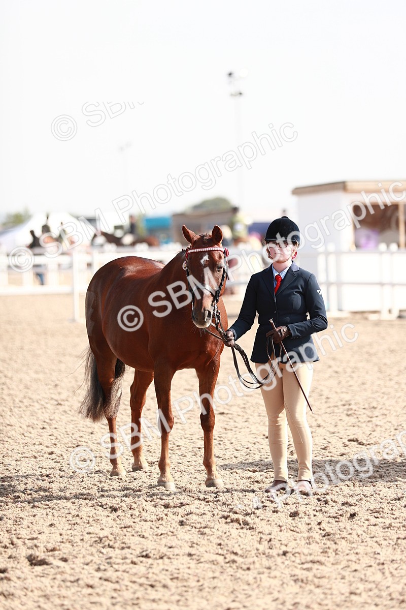 SBM_11065 - Class 205 IH Show Pony/ Show Hunter Pony