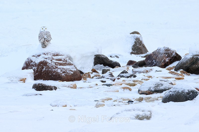 Snowy Owl (female) perched on rock, Churchill, Canada - Snowy Owl