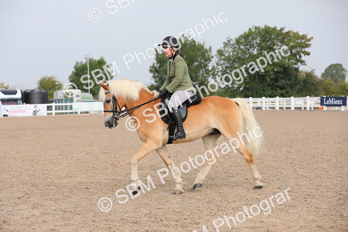 SBM_10698 - Class 303 Ridden Pure Bred Horse/Pony (excl M&M)