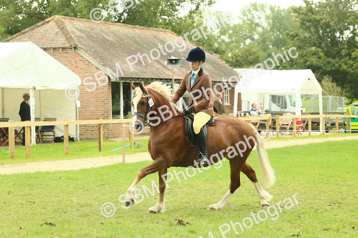 SBM_72071 - S60 - Mountain & Moorland Ridden Large Breeds