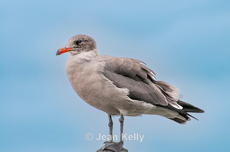 Heermann's Gull - 8401 - Birds