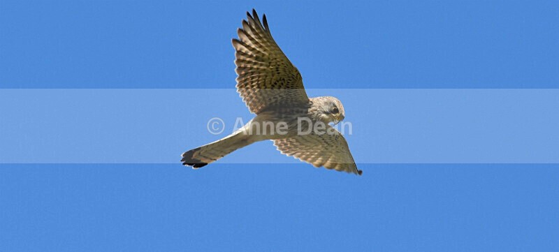 Keeping a careful watch - More wonderful terns and a gorgeous kestrel for good measure