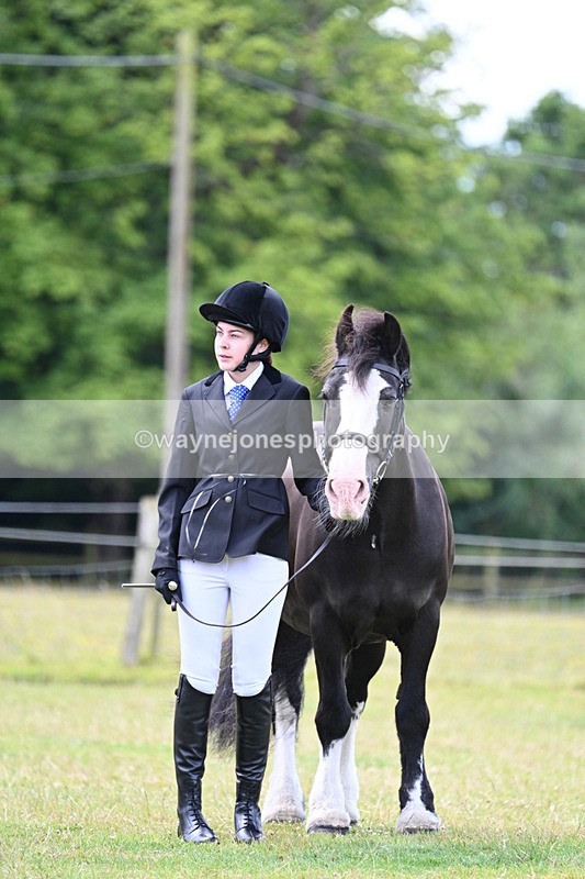 WJ7_6772 - Class 5 Handsome Gelding in hand
