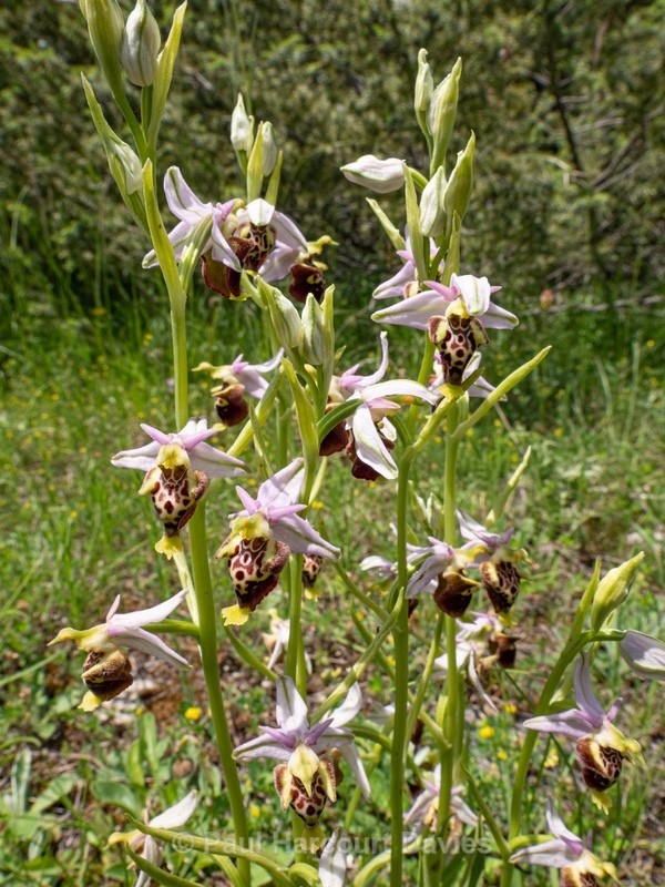 Apennine Late Spider orchid (Ophrys dinarica also Ophrys fuciflora ssp dinarica). - Wild Orchids - 1