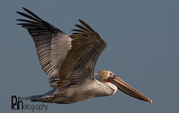 Pelican-flight-1-0543 - Natural World Birds