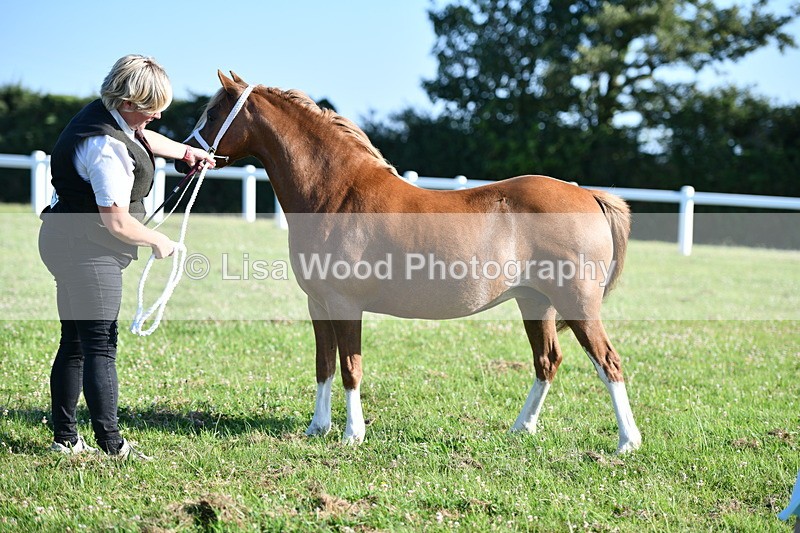 DSC_5271 - Classes 47 & 48: NPS M&M Brood Mare and Foal