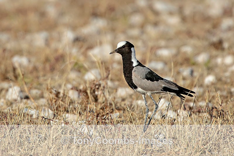 Blacksmith Plover - Etosha National Park ~ Birds