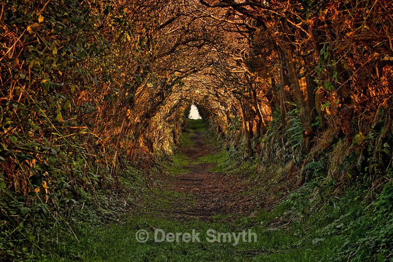 The Old Road Ballynoe Tree Tunnel Enchanted Path
