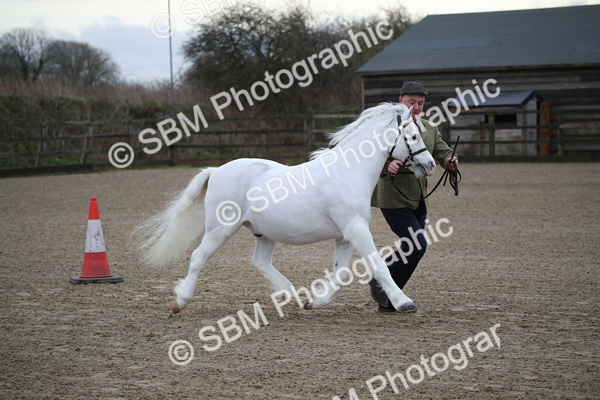 SBM_003916 - Class 1-4 - Young Stock classes Inc. In Hand Championship