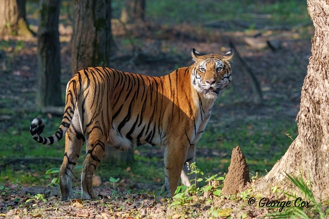 Tiger in Kanha 2 - India