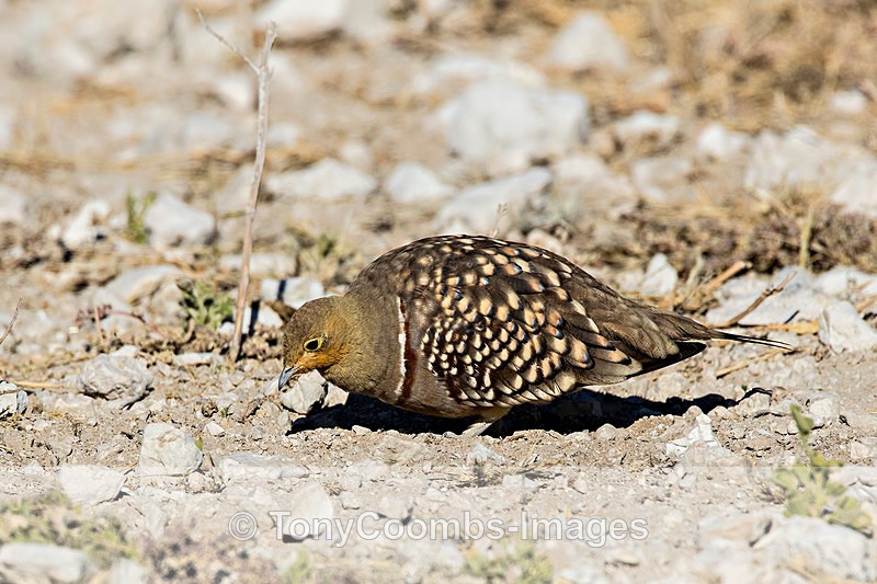 Namaqua Sandgrouse  (m) - Etosha National Park ~ Birds