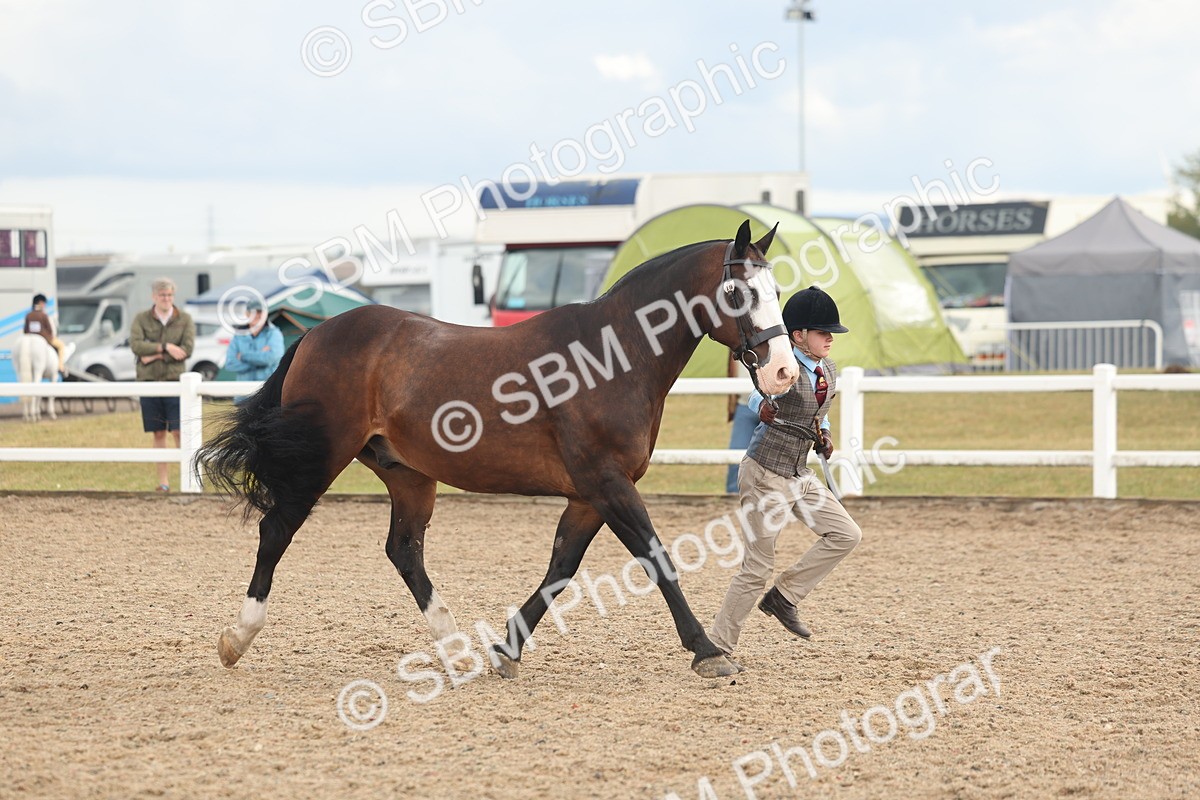 SBM_07892 - Class 28 - IH Veteran Horse