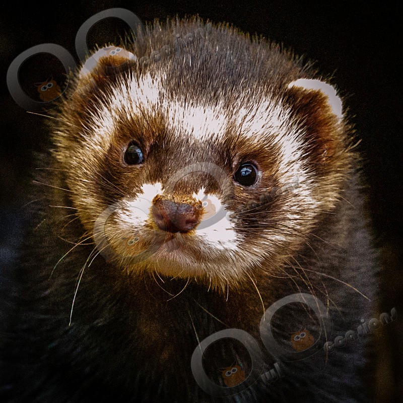polecat Mustela putorius-5269 - UK Wildlife