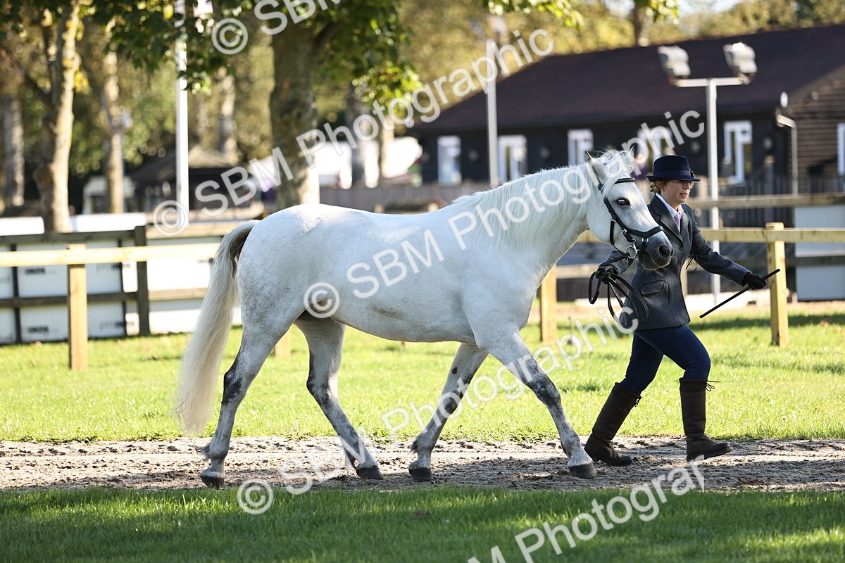 SBM_15874 - S1 - TSR in Hand Horse & Pony Showing
