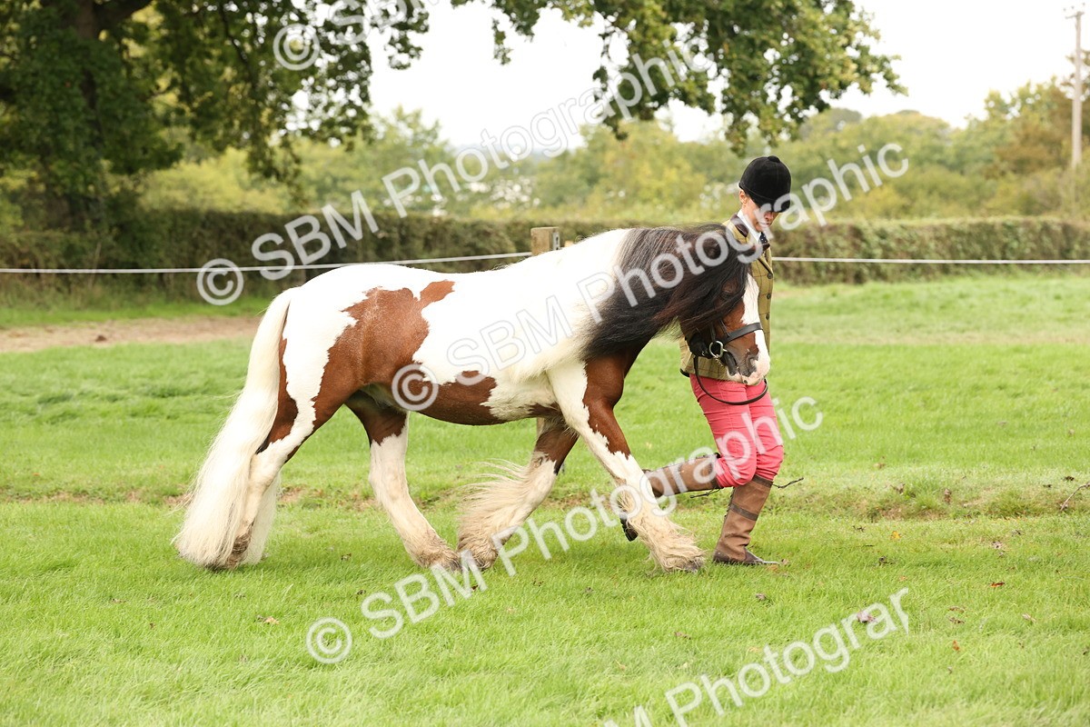 SBM_59272 - S57 - Traditional Cob In Hand