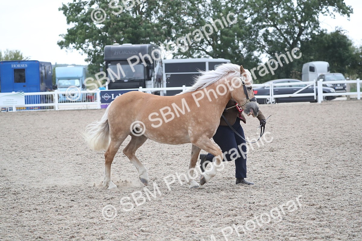 SBM_18017 - Class 317 IH Pure bred Horse/Pony