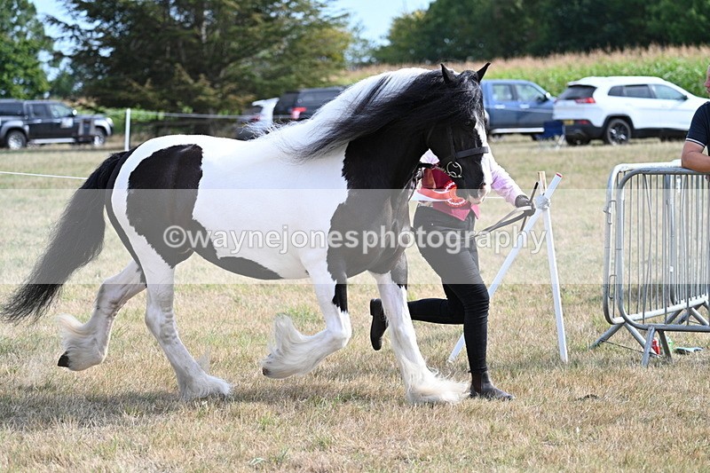 WJ7_8122 - In-hand Championship