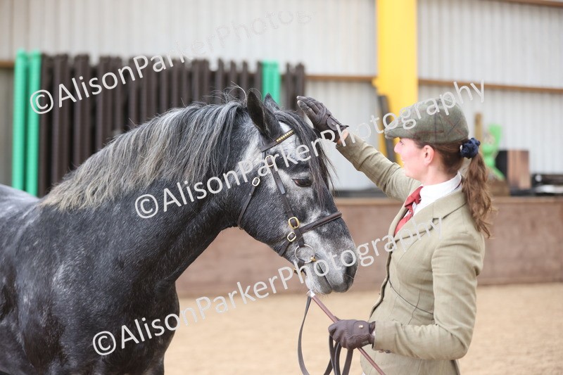 20251109-1016 - Class 27 - Stallions 4 Years and over