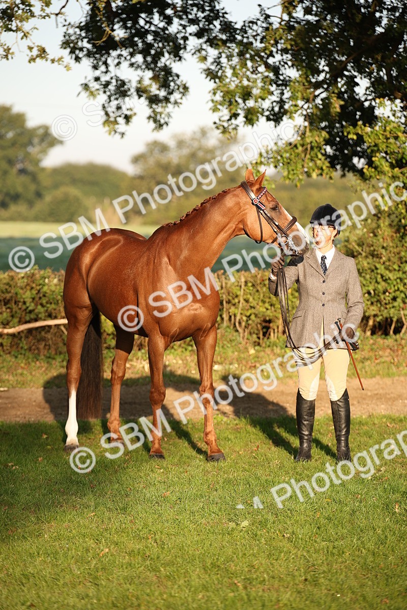 SBM_56914 - S49 - Riding Horse & Hack & Thoroughbred In Hand