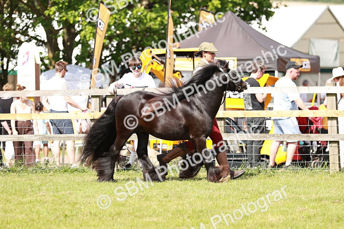 SBM_08537 - Class 63-65 - Traditional Gypsy Cobs In Hand & Ridden