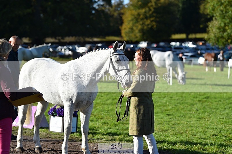 231022-103404-22566 - 457-KILLOUGHTER.GOLD.DUST-Olivia.McDonald-TrotUp+SJ