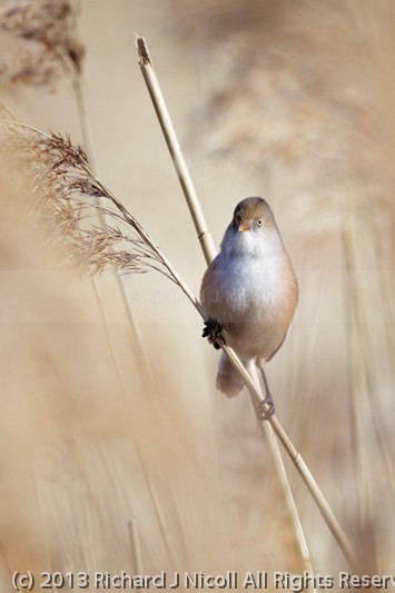 Bearded Tit (Panurus biarmicus) female - Bearded Tit (Panurus biarmicus)