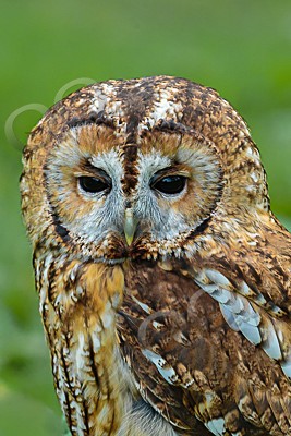 tawny owl Strix aluco-6861 - Our Birds