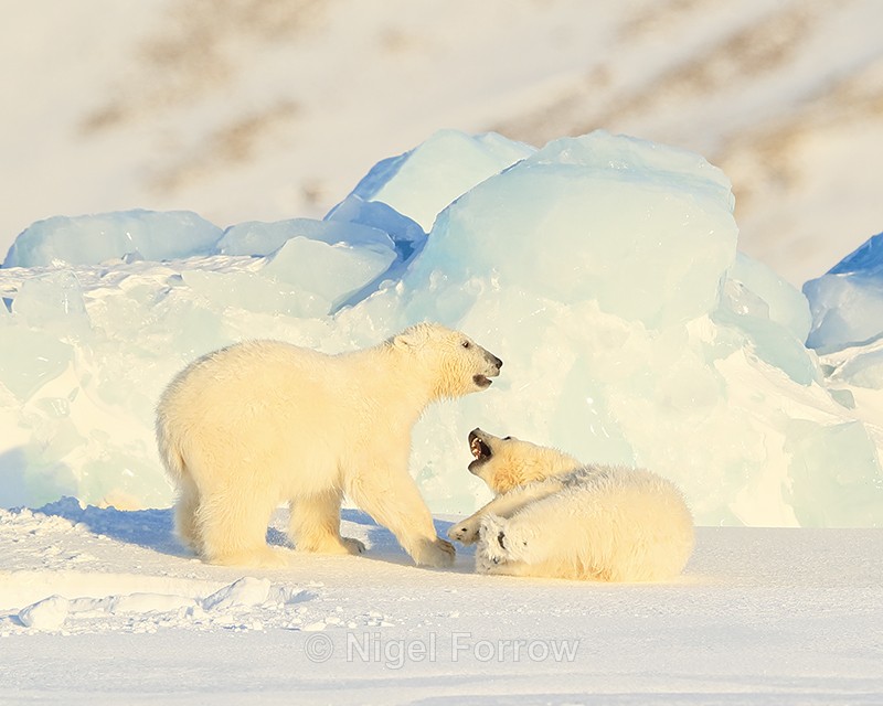 Polar Bear cubs fighting, Svalbard, Norway - Polar Bear