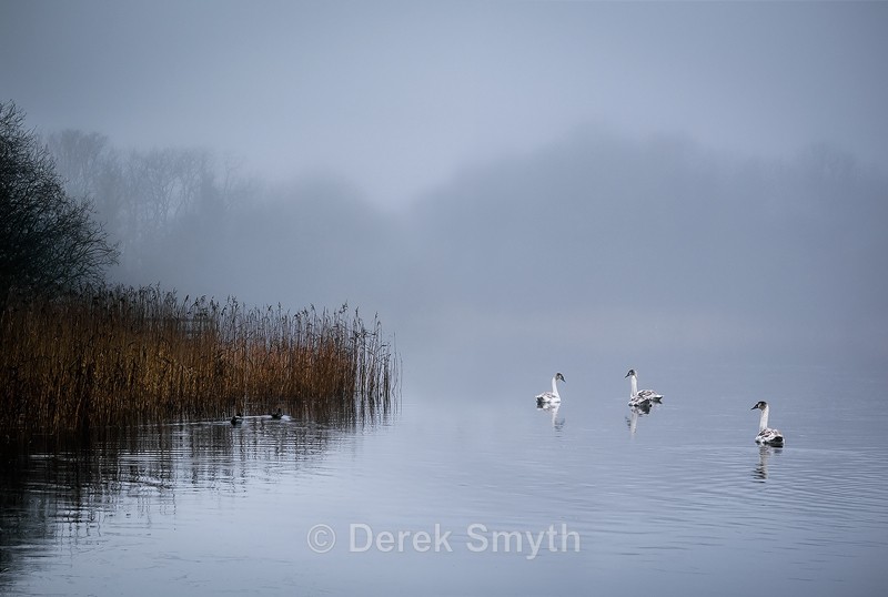Swans In The Mist