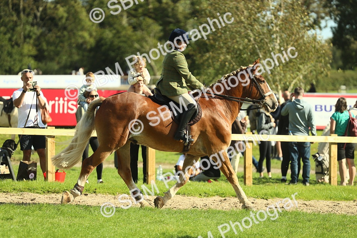 SBM_48100 - S32 - Novice & Newcomers Working Hunter