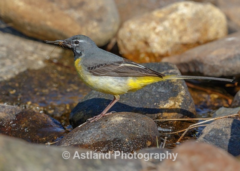 Astland Photography, Bird and Wildlife Images, Susan and Peter Wilson, U.K.