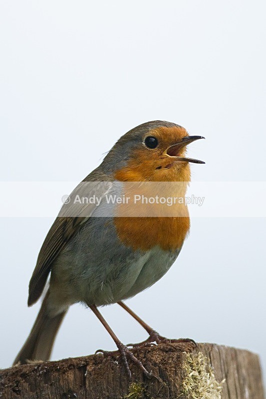20120512-_MG_9989 - Robin