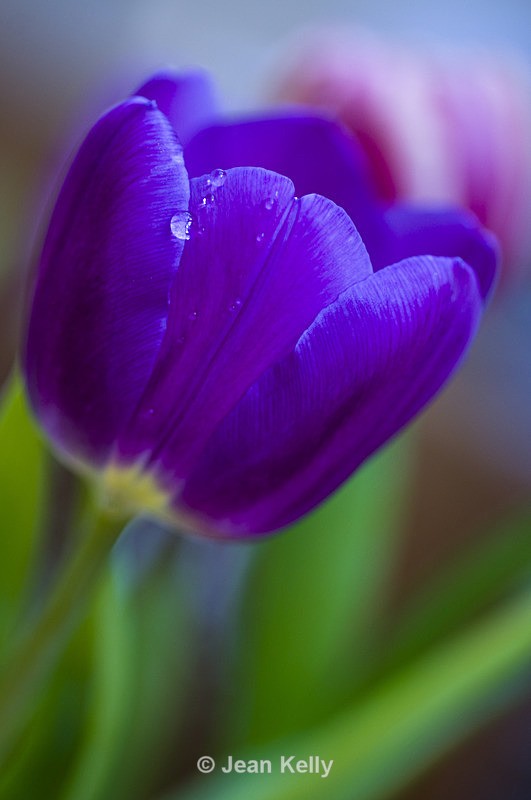 Flower - 6715 - Purple