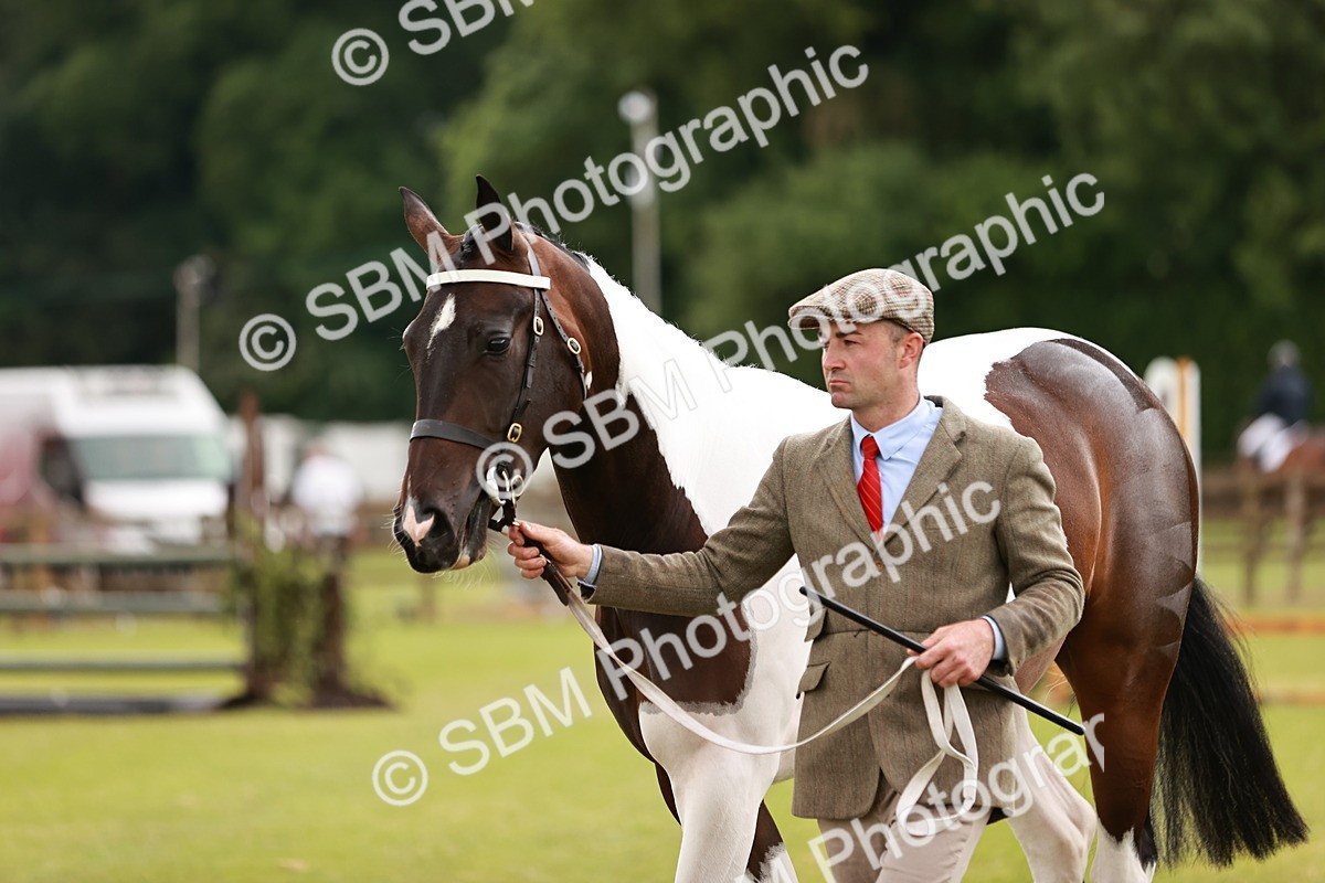 SBM_00775 - Class 26-30 Sport Horse In Hand