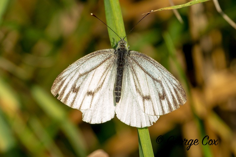 Green Veined White - Shapwick Heath - British Butterflies