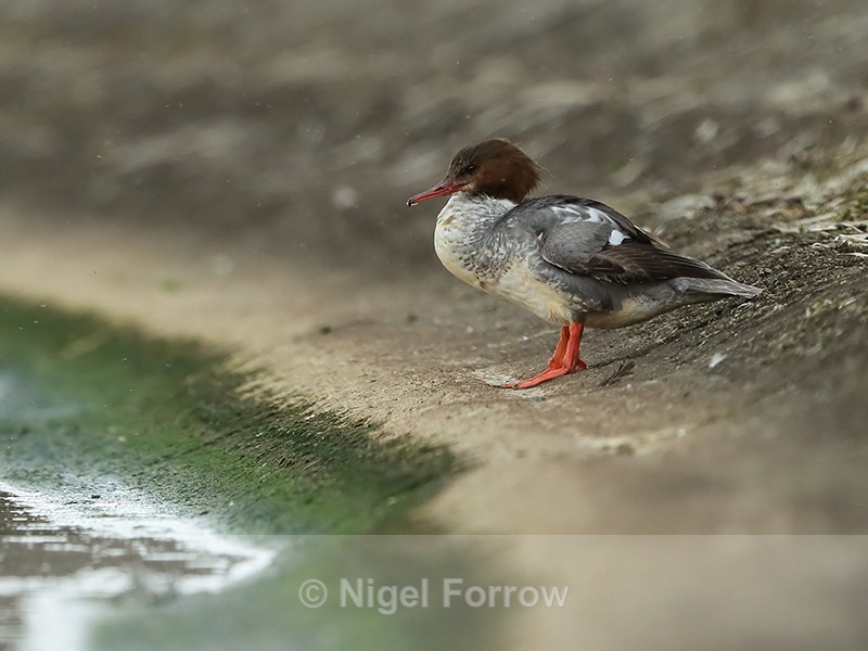 Goosander resting on land, Farmoor Reservoir - Goosander