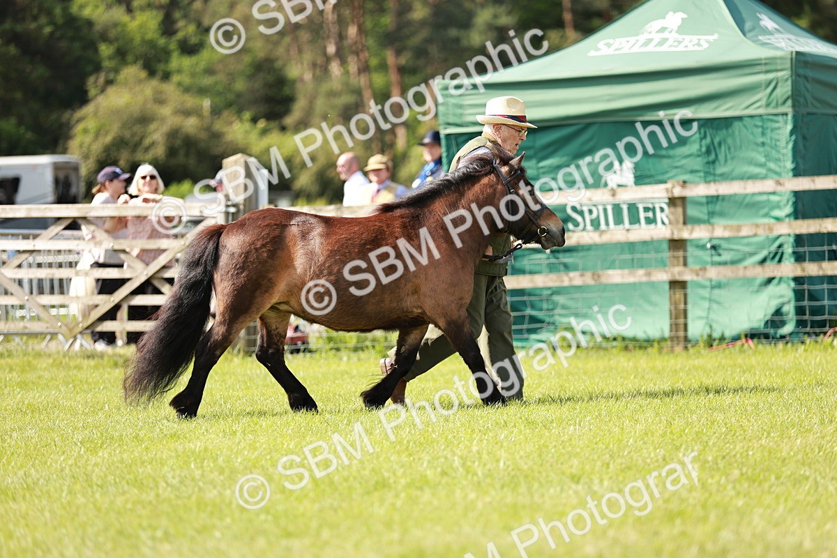 SBM_01814 - Class 14-23 - Mountain & Moorland In Hand Non Welsh