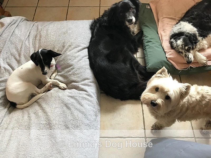  - Dogs