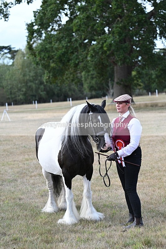 WJ7_8375 - In-hand Championship