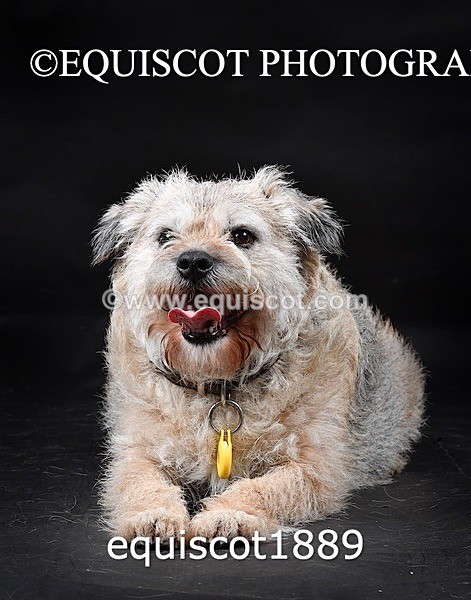 equiscot1889 - ODIE & TIA