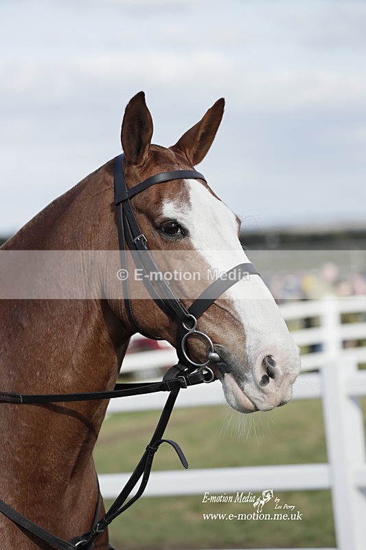 PtP 260223 770 - South & West Wilts Point-to-Point Larkhill 26/02/23