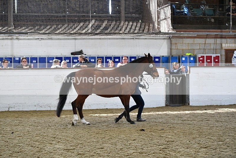 WJ5_4529 - Class 3 Part Bred In hand