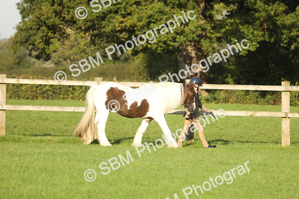 SBM_60798 - S43 - Coloured Pony In Hand
