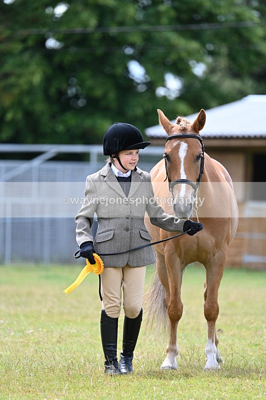 WJ7_6764 - Class 5 Handsome Gelding in hand