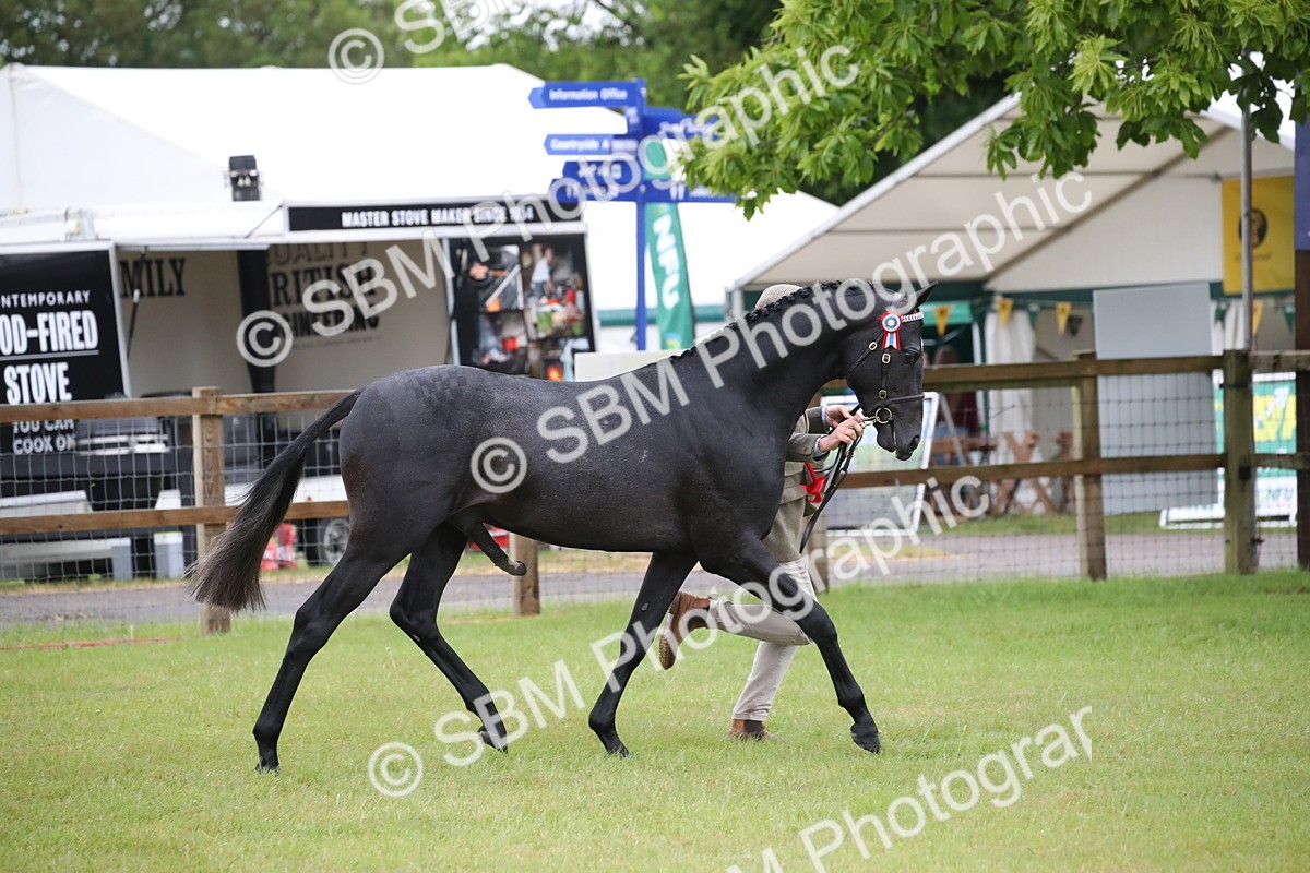 SBM_00214 - Class 17-20 - Arab & Part Bred - Anglo Arab In Hand